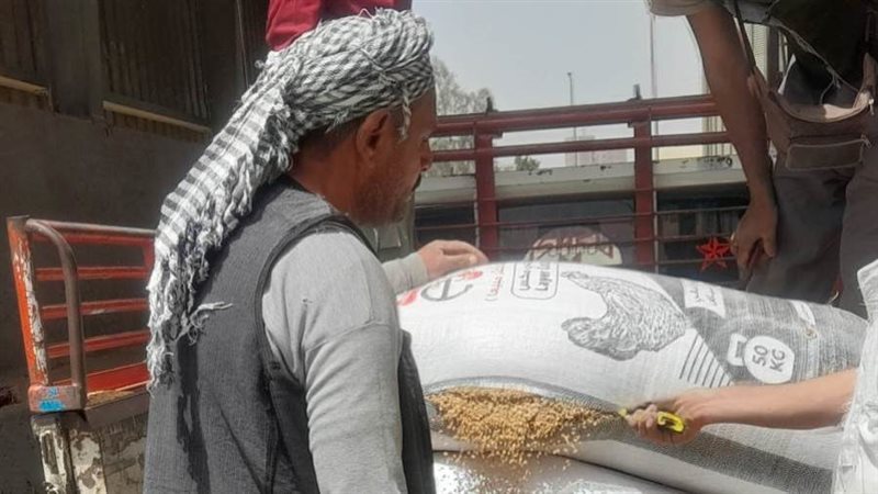 توريد قمح بصوامع