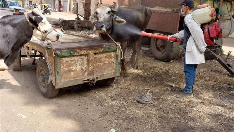 جانب من القافلة