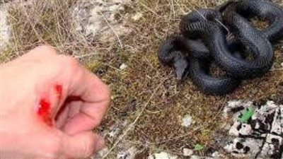 متأثرًا بلدغة ثعبان.. وفاة شاب بالفيوم أثناء دراس القمح 