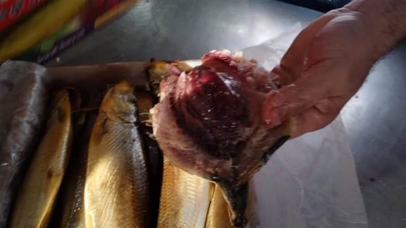 جملات بيطرى الغربية