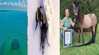 عاجل.. حكاية أعمق ثقب أزرق والنحلة 