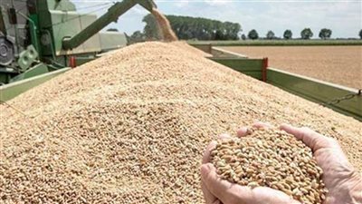 محافظتا الشرقية والدقهلية تشهدان عمليات توريد قمح للصوامع