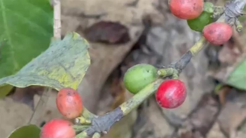 البن المصري في الإسماعيلية