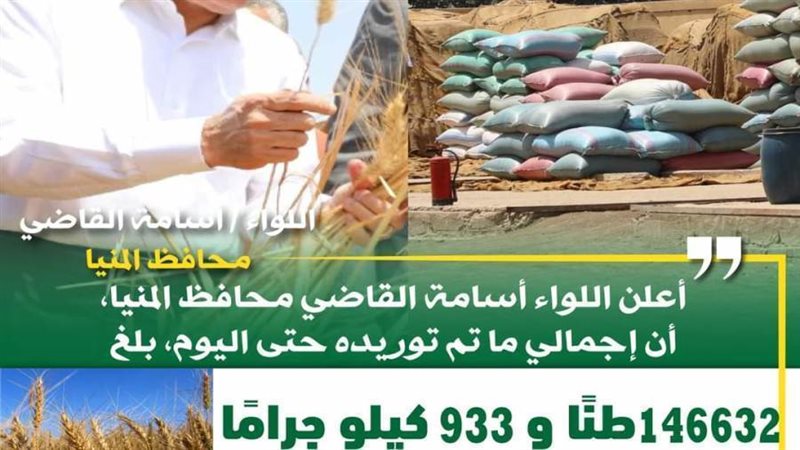 توريد القمح بالمنيا