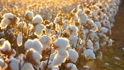 قاضٍ: الرئيس اهتم بالبحوث الزراعية القطنية لتحديث سلالات القطن المصري بنقاوتها الوراثية