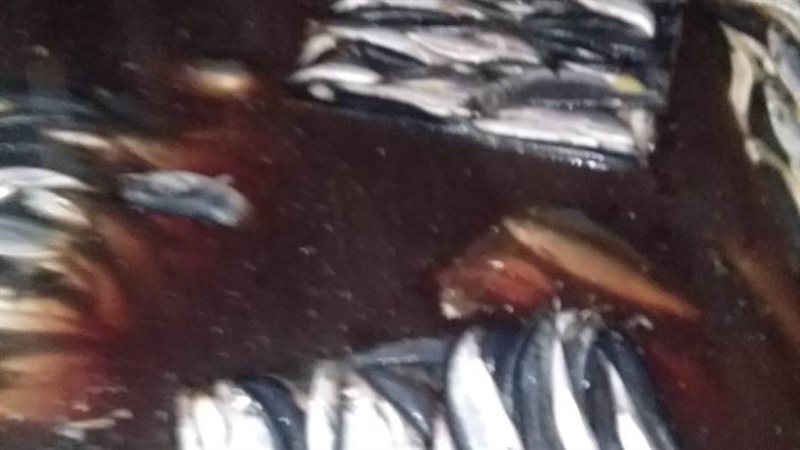 حملات الطب البيطرى