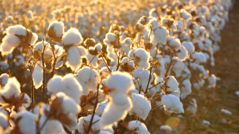 القطن المصري