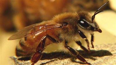 عاجل.. النحل الإفريقي يهاجم جيش الاحتلال 