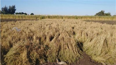 محافظ الوادي الجديد حصاد 4 آلاف فدان من محصول الكمون 