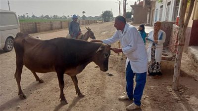 تحصين 103 آلاف و135 رأسا ضد الحُمى القُلاعية والتسمم ببني سويف