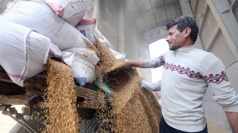 توريد قمح لصوامع