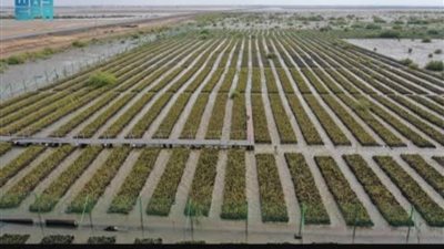 التحول في القطاع البيئي في المملكة.. بوادر صياغة مستقبل الحقبة الخضراء