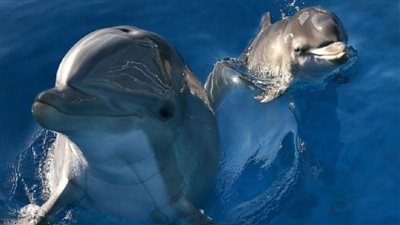  موسم ولادة الدلافين في البحر الأحمر 