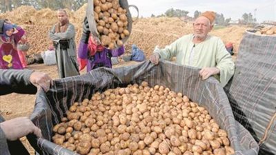 التمثيل التجاري : زيادة صادرات مصر من البطاطس الى لبنان بنسبة 60% في2024