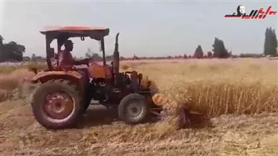 شاهد| أعمال حصاد القمح بواسطة الآلات الزراعية بكفرالشيخ