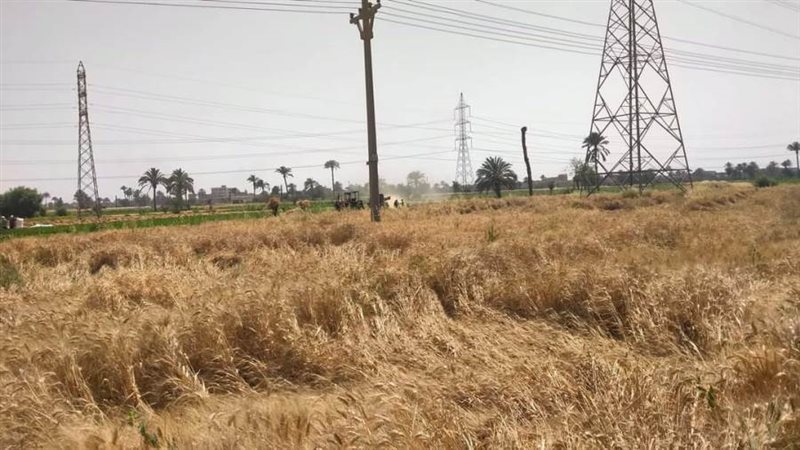 توريد محصول القمح