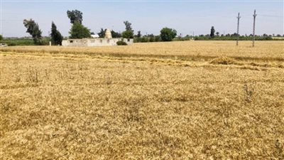 تموين الإسكندرية توريد ما يزيد على ٥٥٣٧٨ طن قمح بالإسكندرية