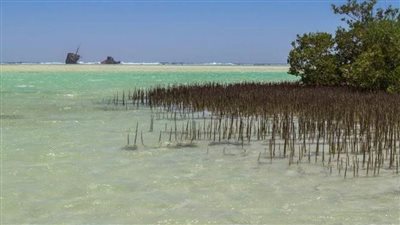 محمية نبق.. عندما تعانق غابات المانجروف سحر المياه الفيروزية والكثبان الرملية الذهبية 