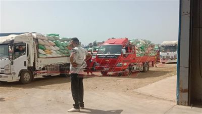 شون وصوامع كفر الشيخ تستقبل 177845 طنا و679 كيلو قمح محلي بكفر الشيخ