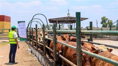 تحت رعاية تضامن بني سويف.. انطلاق حملة صكوك الأضاحي 2024 بالتقسيط