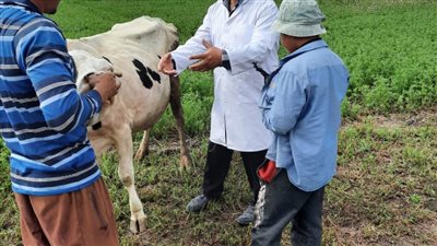 علاج 28 ألفًا و681 رأس ماشية وتحصين 30456 رأسًا ضد مرضي الحمى القلاعية والوادي المتصدع 