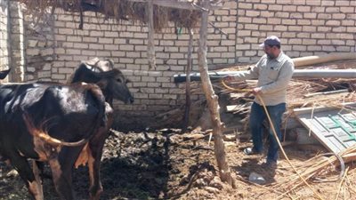  نشاط كبير لمديرية الطب البيطري بالإسماعيلية خلال شهر أبريل ٢٠٢٤