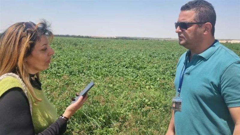 المهندس شاهين حامد