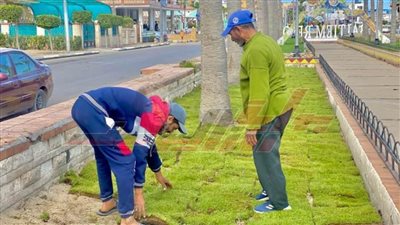 تكثيف المساحات الخضراء بمصيف بلطيم في كفر الشيخ 