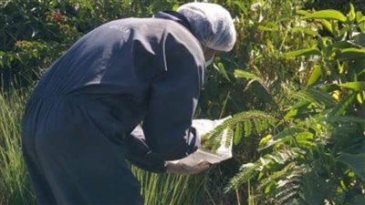 صحة المنيا: تنفيذ الحملة القومية للقضاء على القوارض وناقلات الأمراض