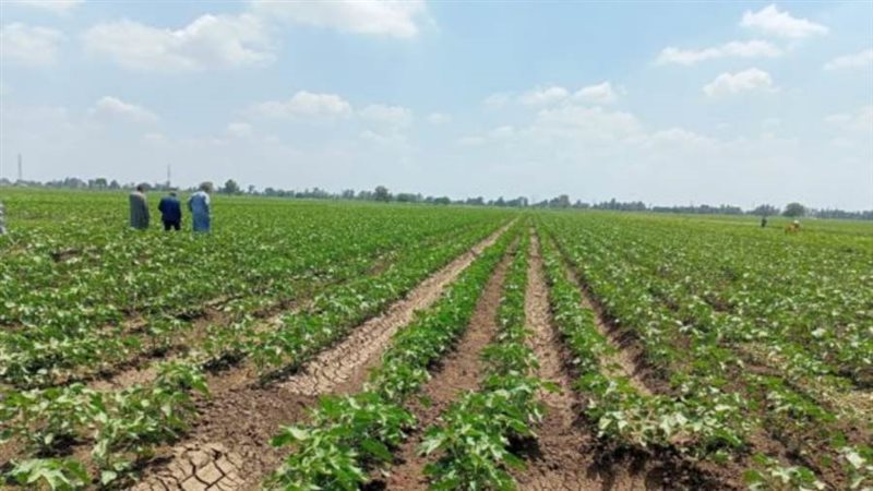 زراعات قطن
