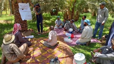 الفاو والزراعة ينظمان 11 مدرسة حقلية لمكافحة سوسة النخيل