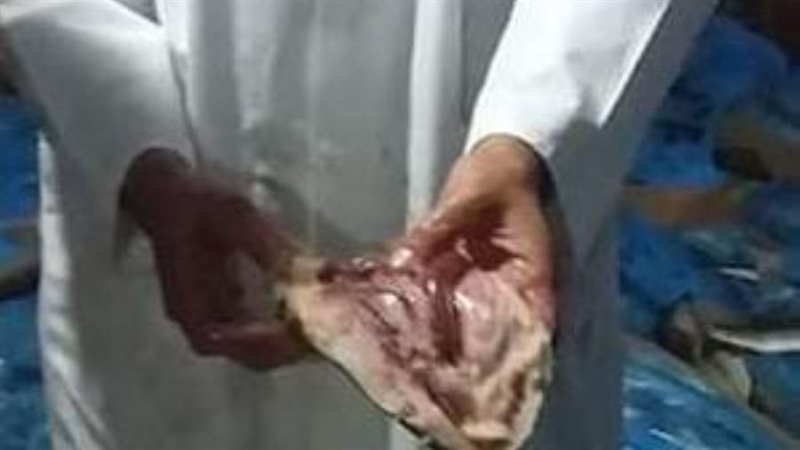 حملات الطب البيطرى