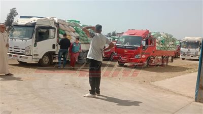 توريد 189520 طنًا و218 كيلو قمح بكفر الشيخ