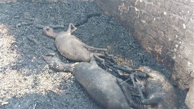 نفوق 17 رأس أغنام في حريق منزل وحظيرة ماشية بأسيوط 