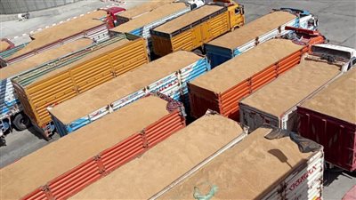 توريد أكثر من 300 ألف طن قمح لصوامع الوادي الجديد