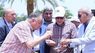 جامعة سوهاج تشهد موسم حصاد تقاوي القمح الأعلى إنتاجية لخدمة المزارعين