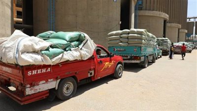 توريد 244 ألف طن قمح بشون وصوامع المنيا