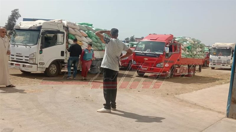 توريد القمح