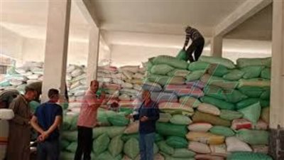 توريد 193191 طنًا و574 كيلو قمح بكفر الشيخ 