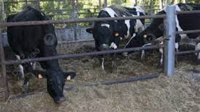 جنايات مستأنف تبرئ متهمًا من إضرام نيران بحظيرة مواشي وقتل حيوانات مستأنسة