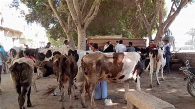 بيطري المنيا: 