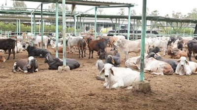 مصر الخير: تطلق حملة صك الأضحية رسمياً للعام العاشر علي التوالي 