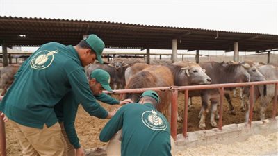 «بيت الزكاة والصدقات» يوزع 2 كيلو لحوم على الأسر المستحقة في المحافظات