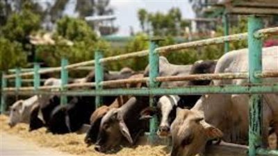  ''صك الخير'' حملة من أبوسمبل لتوصيلها إلى أهالي غزة والأسر المستحقة