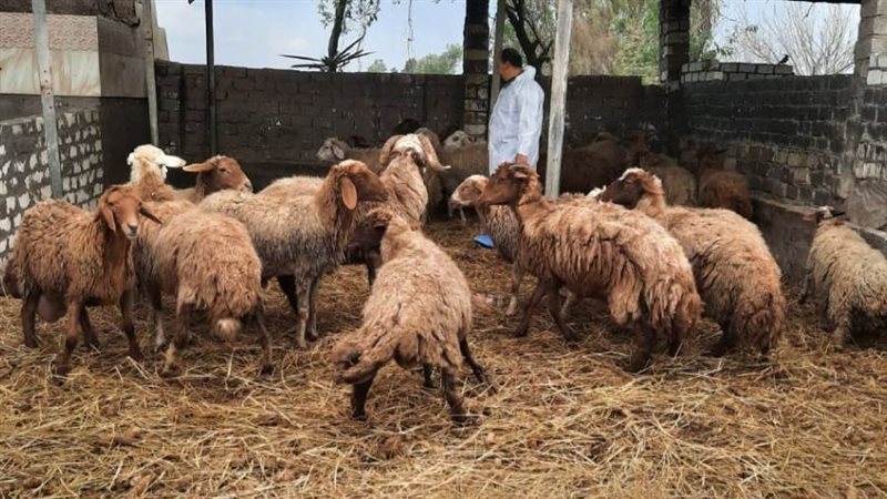 قافلة بيطرية مجانية