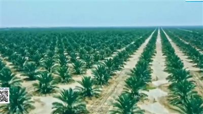 بالفيديو.. «حلمنا الأخضر» فيلم تسجيلي يكشف تفاصيل «مشروع توشكى» بجنوب الوادي