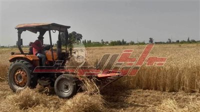 بالأرقام: تعرف على تكلفة وإنتاج فدان القمح ونسبة التوريد بكفر الشيخ