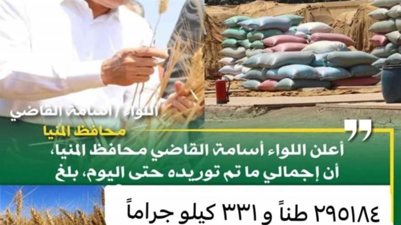 توريد القمح بالمنيا