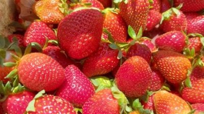 «الفراولة الإسماعيلاوي».. ارتفاع إنتاجية الفدان لتصل إلى 22 طنًا 