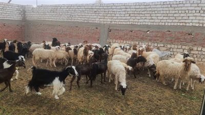 طرح أضاحي بكلية الزراعة بجامعة الوادي الجديد